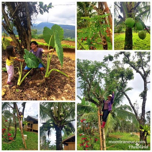 harvesting from our own backyard