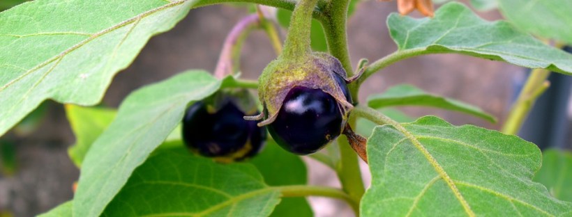 How to Grow Eggplant