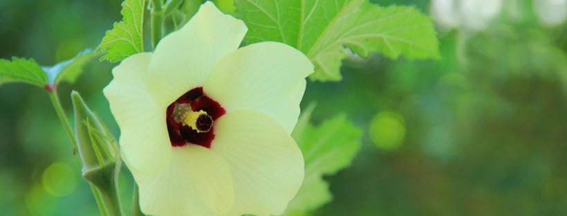 How to plant okra seeds