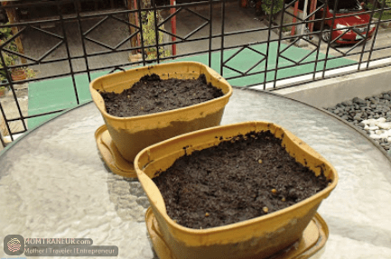 mini vegetable garden at home