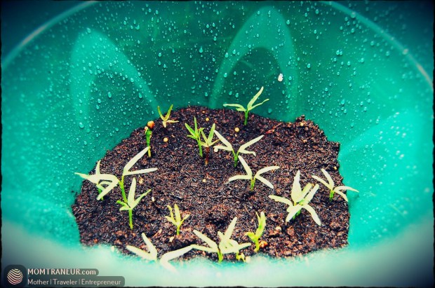 How to Grow Water Spinach and Chinese Kale Seeds