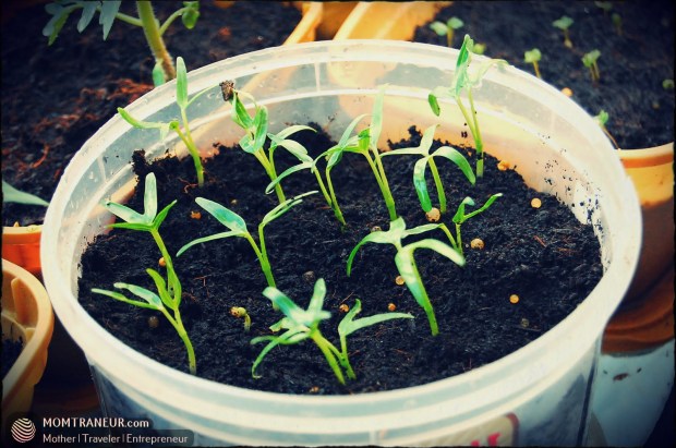 How to Grow Water Spinach and Chinese Kale Seeds