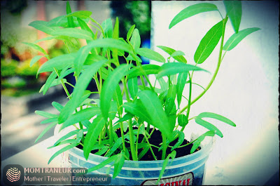 How to Grow Water Spinach and Chinese Kale Seeds