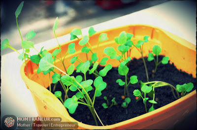 How to Grow Water Spinach and Chinese Kale Seeds