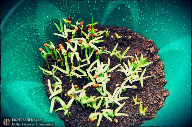 How to Grow Water Spinach and Chinese Kale Seeds