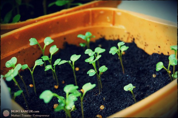 How to Grow Water Spinach and Chinese Kale Seeds