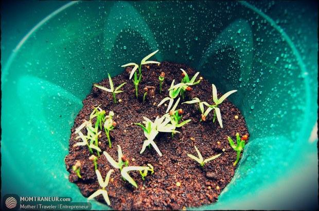 How to Grow Water Spinach and Chinese Kale Seeds