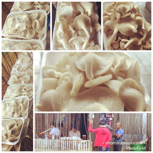 Fresh White Oyster Mushrooms For Sale