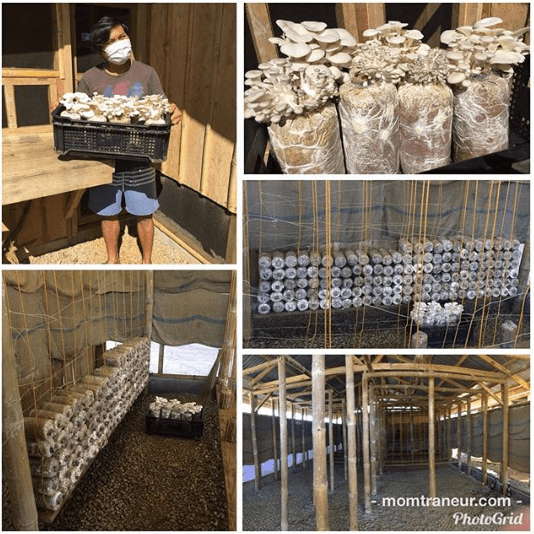 mushroom growing house