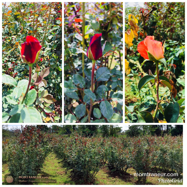 Rose Farm, Claveria