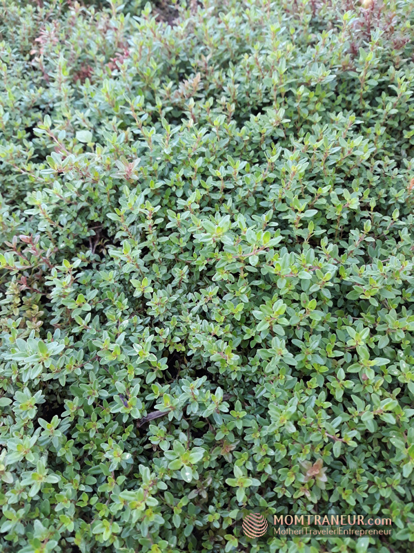 Thyme