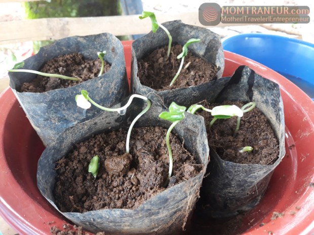 How to grow Cantaloupe or Melon from seeds