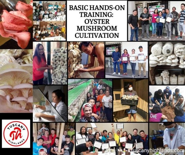 Tuscany Highlands Oyster Mushroom Online Training program